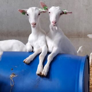 Afgelopen week zijn de π gescand op dracht. De mannelijke dieren hebben goed hun best gedaanπ Begin februari worden er weer volop lammetjes geboren. Bijna 200 dieren zijn drachtig!π₯³π₯³
De eerste maand van het nieuwe jaar staat in het teken van de voorbereidingen π§Ήπ§Ήom de nieuwkomers te ontvangen. Het wordt een drukke, maar vooral een mooie tijd waarin zorg, aandacht en toewijding centraal staan.πΌππΌππΌ!